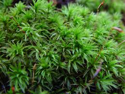Attēlu rezultāti vaicājumam “Atrichum undulatum sporophyte”