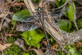 Attēlu rezultāti vaicājumam “Gomphidae”