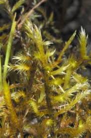 Attēlu rezultāti vaicājumam “Tomentypnum nitens”