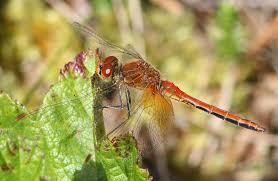 Attēlu rezultāti vaicājumam “Sympetrum flaveolum”