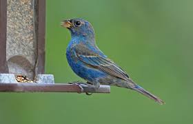 Image result for Passerina cyanea