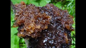 Attēlu rezultāti vaicājumam “Exidia saccharina”