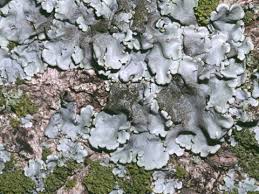 Attēlu rezultāti vaicājumam “Parmelina tiliacea”