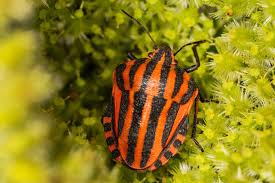 Attēlu rezultāti vaicājumam “Graphosoma lineatum”