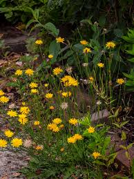 Attēlu rezultāti vaicājumam “Leontodon hispidus fruit”