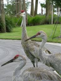 Image result for Grus canadensis