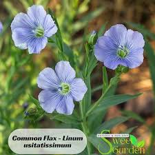 Image result for Linum usitatissimum