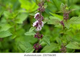 Attēlu rezultāti vaicājumam “Mentha x verticillata leaf”