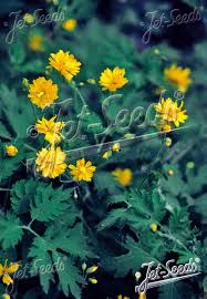 Image result for Chelidonium majus