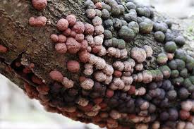 Attēlu rezultāti vaicājumam “Hypoxylon fuscum”