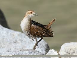 Image result for Porzana pusilla