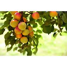 Attēlu rezultāti vaicājumam “Prunus armeniaca fruit”