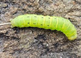 Attēlu rezultāti vaicājumam “Noctua fimbriata larva”