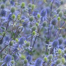Attēlu rezultāti vaicājumam “Eryngium planum fruit”
