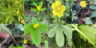 Attēlu rezultāti vaicājumam “Potentilla reptans flower”