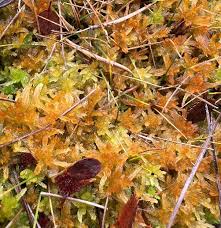 Attēlu rezultāti vaicājumam “Sphagnum balticum”