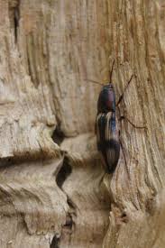 Attēlu rezultāti vaicājumam “Selatosomus cruciatus”