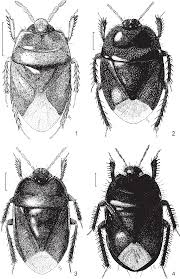 Attēlu rezultāti vaicājumam “Cydnidae”