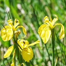 Attēlu rezultāti vaicājumam “Iris pseudacorus leaf”