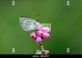 Attēlu rezultāti vaicājumam “Vacciniina optilete underside”