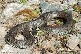 Image result for Ringelnatter