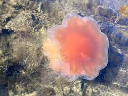 Image result for Cyanea capillata