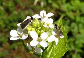 Attēlu rezultāti vaicājumam “Cauchas rufimitrella”