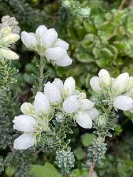 Attēlu rezultāti vaicājumam “Erica tetralix flower”