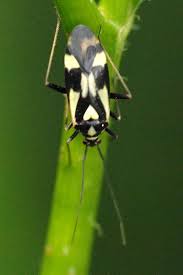 Attēlu rezultāti vaicājumam “Grypocoris sexguttatus”