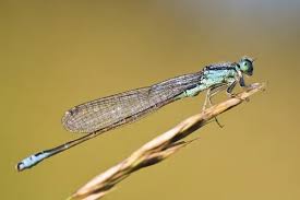 Attēlu rezultāti vaicājumam “Ischnura pumilio”