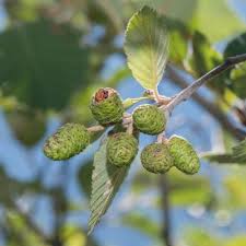 Attēlu rezultāti vaicājumam “Alnus incana female flower”