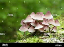 Attēlu rezultāti vaicājumam “Mycena haematopus”