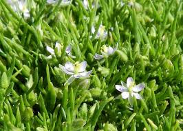 Attēlu rezultāti vaicājumam “Spergularia marina”