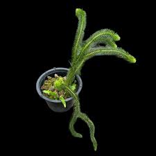 Attēlu rezultāti vaicājumam “Weissia squarrosa”