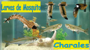 Attēlu rezultāti vaicājumam “Charales”