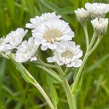 Attēlu rezultāti vaicājumam “Achillea ptarmica leaf”