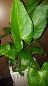 Attēlu rezultāti vaicājumam “Calla palustris leaf”