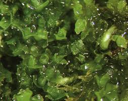 Attēlu rezultāti vaicājumam “Scapania lingulata”