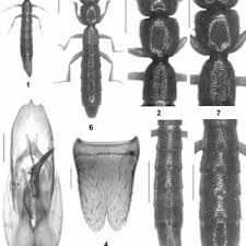 Attēlu rezultāti vaicājumam “Tachyporus sp.”