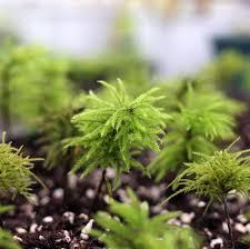 Attēlu rezultāti vaicājumam “Climacium dendroides sporophyte”