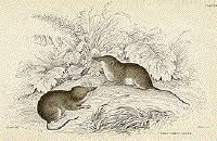 Attēlu rezultāti vaicājumam “Insectivora”