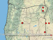 Attēlu rezultāti vaicājumam “Stuckenia filiformis bud”