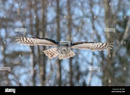 Attēlu rezultāti vaicājumam “Strix uralensis adult”