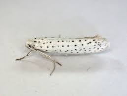 Attēlu rezultāti vaicājumam “Yponomeuta evonymella”