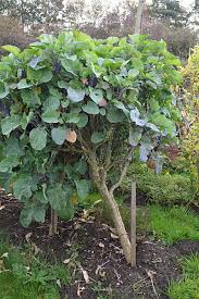 Image result for Taunton Deane