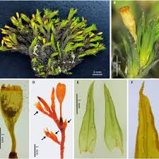 Attēlu rezultāti vaicājumam “Cirriphyllum piliferum sporophyte”