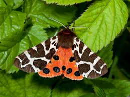 Attēlu rezultāti vaicājumam “Arctia caja imago”