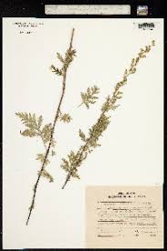 Image result for Artemisia gmelinii