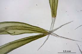 Attēlu rezultāti vaicājumam “Racomitrium heterostichum”