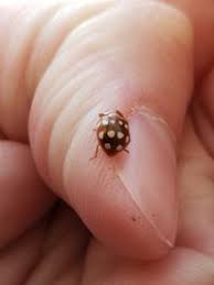 Attēlu rezultāti vaicājumam “Calvia quatuordecimguttata”